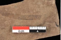 Foto (Detailansicht) von Zostena ungeri Ettingshausen (NHMW-GEO-2024-0188-0450)